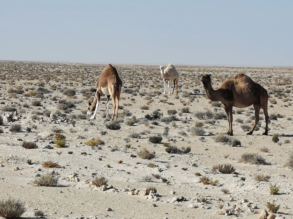 Kamele am Wegesrand