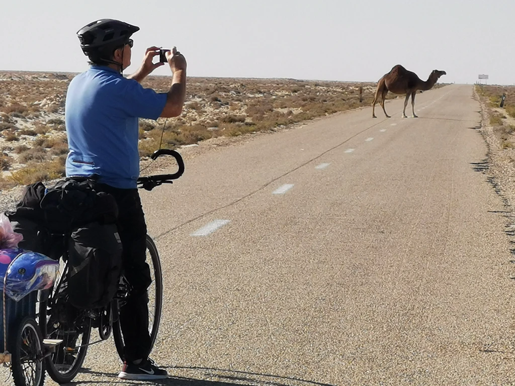Ein Kamel überquert die Straße