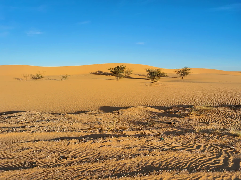 Geheimnisvolles Licht und Sträucher in der Wüste